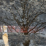 dailyPhoto19